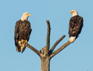 Competition entry: Golden Hour Bald Eagles 