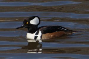 Hooded Merganser 8103