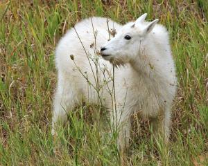 Competition entry: Blackhills Baby Mountain Goat