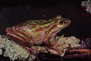 Green and Golden Bell Frog