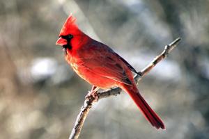 Competition entry: Northern Cardinal