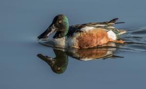 Competition entry: Northern Shoveler