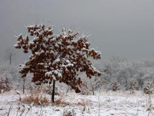 Competition entry: Tree with snow