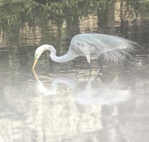 Competition entry: Egret Reflection 