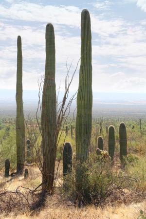 Competition entry: Arizona Desert