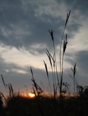 Competition entry: Weeds at sunset