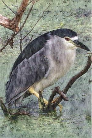 Competition entry: Black crown night heron
