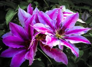 Competition entry: Clematis Memories