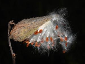 Competition entry: Milkweed