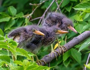 Green heron chicks 