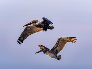 Competition entry: Flight at Dusk