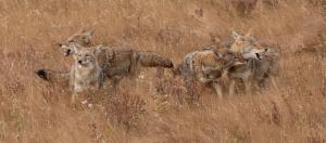Coyotes at Play