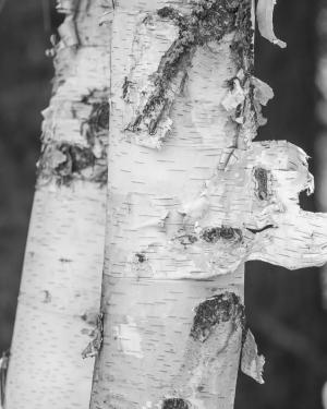 Competition entry: Birch Bark