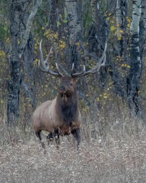 Competition entry: Elk in Rocky Mountain National Park