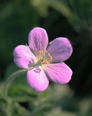 Competition entry: Wild Geranium