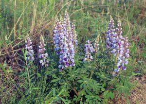 Competition entry: Blue Lupine