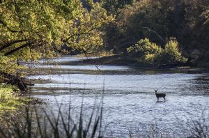 Competition entry: Deer crossing the stream