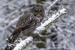 Great Gray owl with prey.  Sax Zim bog