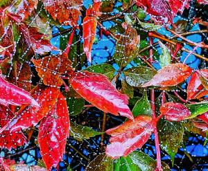 Competition entry: Nova Scotia Sumac and Dew