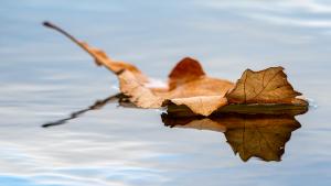 Leaf on the water