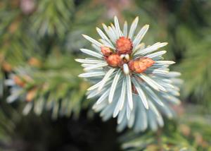 Competition entry: Budding pinecone