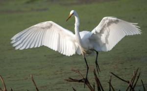 Competition entry: Egret in full view