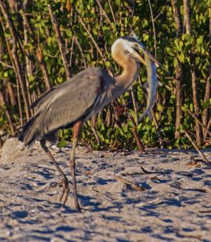 Competition entry: Great Blue Heron With Fish