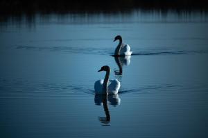 Competition entry: Synchronised Swim