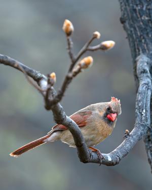 Competition entry: Perched