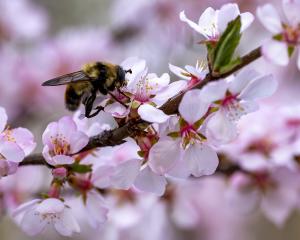 Competition entry: Tasty Spring Treat