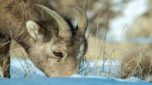 Bighorn Ewe in the Badlands of South Dakota