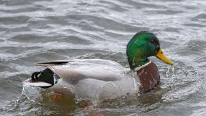 Drake Mallard