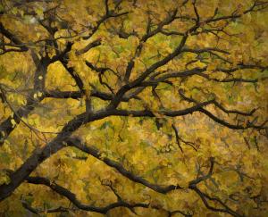 Competition entry: Fall Color