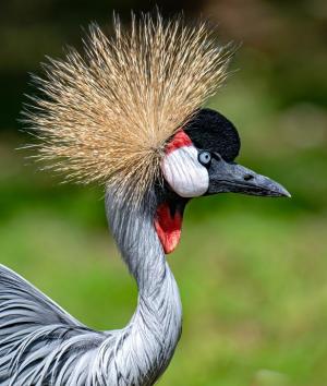 Competition entry: Bad Hair Day