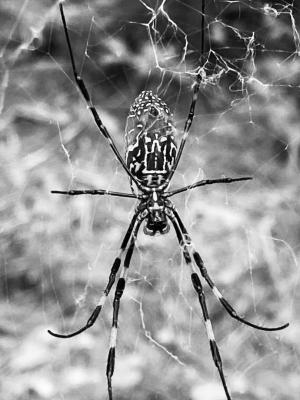 Competition entry: Georgia Spider