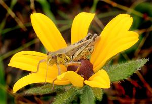 Competition entry: Grasshopper on flower