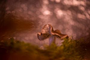 Competition entry: Mushroom season