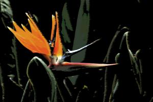 Competition entry: Windy Day