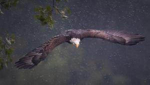 Competition entry: Diving Eagle in the Rain