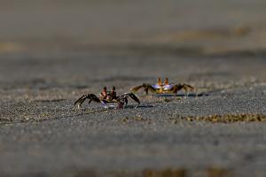 Competition entry: Morning walk