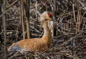 Competition entry: Sandhill