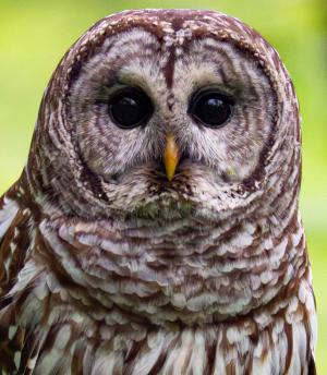 Competition entry: Who are you?