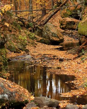 Competition entry: Autumn Splendor