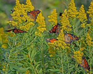 Competition entry: Monarch Meetup