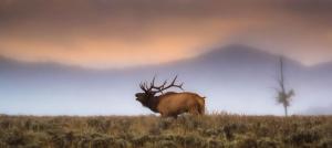 Competition entry: Tetons Elk Rut