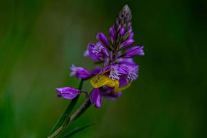 Competition entry: Waiting for Lunch