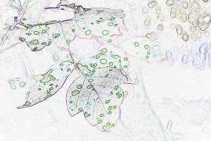 Competition entry: Leafy Time