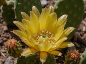 Competition entry: Sunburst Cactus