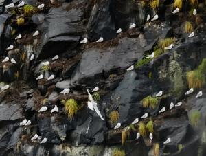 Competition entry: Marks Cliff birds