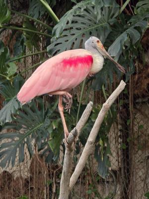 Competition entry: Roseate Spoonbill